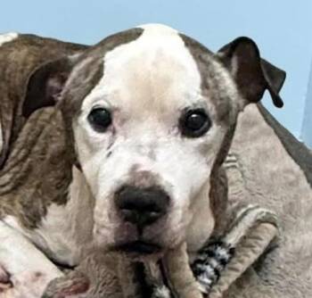 Pit Bull Terrier Dogs Available for Adoption in Cumming, Georgia - Augie | PetCurious