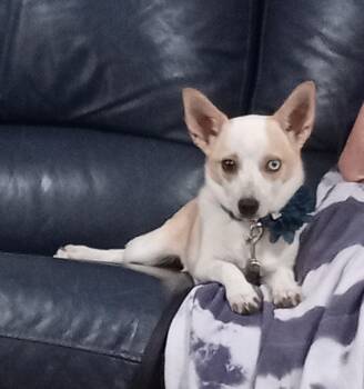 Willow -  Chihuahua Dog for Adoption in Albuquerque, New Mexico - Willow | PetCurious