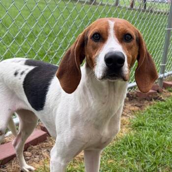 Maple -  Coonhound Dog for Adoption in Toledo, Ohio - Maple | PetCurious