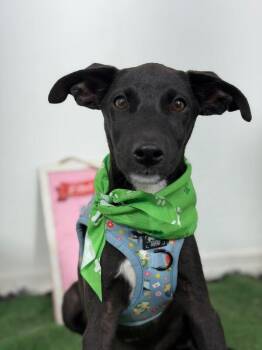 Frankie-One of our Amazing Rescue Dogs -  Black Labrador Retriever and Whippet Dog for Adoption in Carlsbad, California - Frankie-One Of Our Amazing Rescue Dogs | PetCurious
