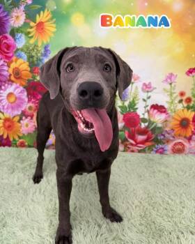Mixed Breed and Labrador Retriever Dogs Available for Adoption in Flint, Michigan - Banana | PetCurious