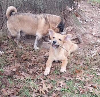 Rescue Australian Cattle Dog Blue Heeler Dogs for Adoption in Philadelphia, Pennsylvania - Zip | PetCurious