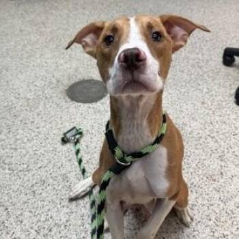 Rescue Pit Bull Terrier Dogs for Adoption in Philadelphia, Pennsylvania - Tina | PetCurious