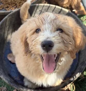 Aussie Doodle Litter -  Aussiedoodle Dog for Adoption in Davis, California - Aussie Doodle Litter | PetCurious