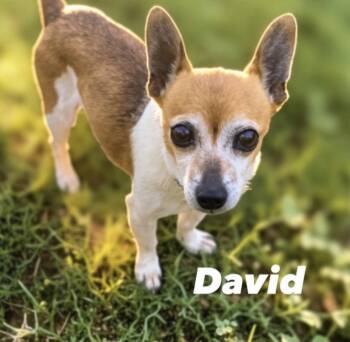 David the Smoocher -  Chihuahua Dog for Adoption in Stamford, Connecticut - David The Smoocher | PetCurious