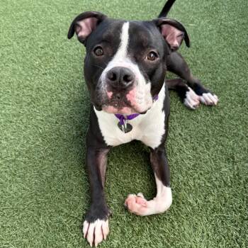 Rescue Pit Bull Terrier Dogs for Adoption in Los Angeles, California - Kaboom | PetCurious