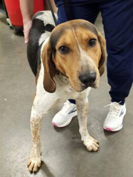 BARKTHOLEMEW -  Treeing Walker Coonhound Dog for Adoption in Clyde, North Carolina - BARKTHOLEMEW | PetCurious