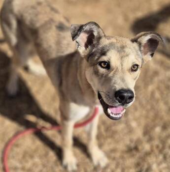 Australian Kelpie and Mixed Breed Dogs Available for Adoption in Albuquerque, New Mexico - PEZ | PetCurious