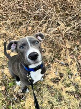 Mixed Breed Dogs Available for Adoption in Brooks, Maine - Airhead | PetCurious