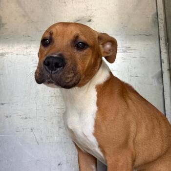 Queenie -  Mixed Breed Dog Available for Adoption in Chattanooga, Tennessee - Queenie | PetCurious