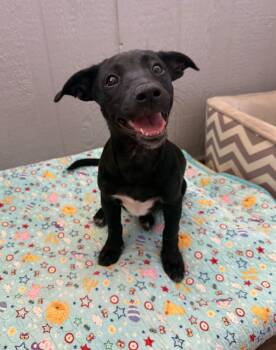 Dolly -  Dachshund Dog for Adoption in Temecula, California - Dolly | PetCurious