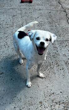 Jo-Jo -  Chihuahua and Mixed Breed Dog for Adoption in New Orleans, Louisiana - Jo-Jo | PetCurious