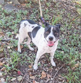 Hespera WA14584-T -  Jack Russell Terrier Dog for Adoption in Missouri City, Texas - Hespera WA14584-T | PetCurious