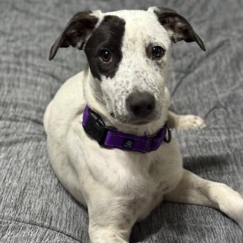 Rescue Mixed Breed Dogs for Adoption in Helena, Alabama - Dotty | PetCurious