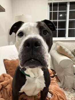 Jameson -  Mixed Breed Dog for Adoption in Alexandria, Virginia - Jameson | PetCurious