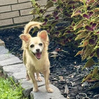 FIFI (Adorable, Calm, Loving, Sweet, Happy, Good With Dogs & Kid -  Chihuahua Dog for Adoption in Houston, Texas - FIFI (Adorable, Calm, Loving, Sweet, Happy, Good With Dogs & Kid | PetCurious