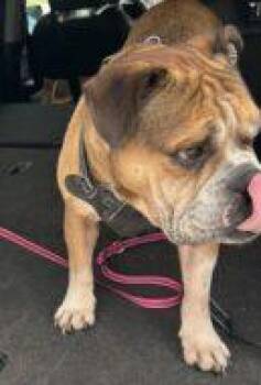 Tanner -  English Bulldog and Mixed Breed Dog for Adoption in West Chester, Pennsylvania - Tanner | PetCurious