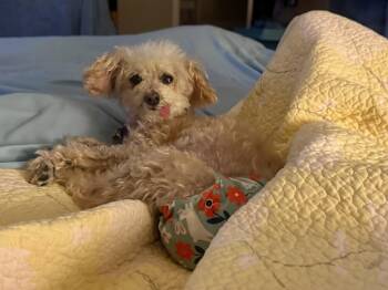 Peaches -  Poodle Dog for Adoption - Peaches | PetCurious