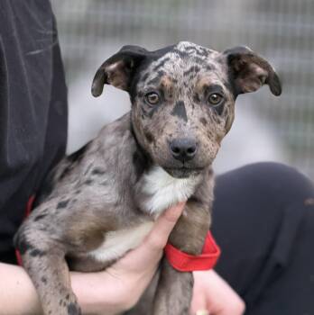 Catahoula Leopard Dog Dogs Available for Adoption - Barbara | PetCurious