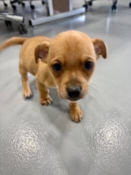 Chiweenie Dogs Available for Adoption in Kalamazoo, Michigan - Bro - In Foster | PetCurious