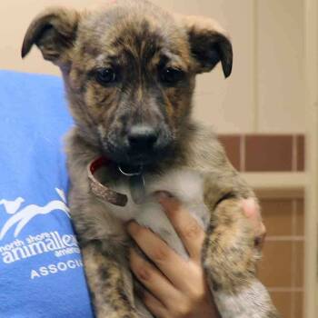 Rescue Mixed Breed Dogs for Adoption in Port Washington, New York - NCR8578 | PetCurious