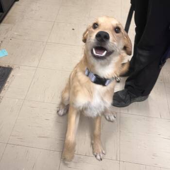 Mixed Breed Dogs Available for Adoption in Mentor, Ohio - Pluto | PetCurious
