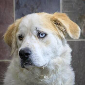 Marina -  Great Pyrenees and Mixed Breed Dog for Adoption in Versailles, Kentucky - Marina | PetCurious