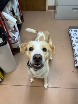 Rescue Border Collie and Labrador Retriever Dogs for Adoption in Kennewick, Washington - Kaydoe | PetCurious