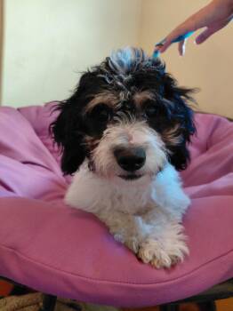 Roman -  Cavapoo Dog for Adoption in Piedmont, California - Roman | PetCurious