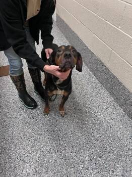Luna -  Catahoula Leopard Dog Dog for Adoption in Burgaw, North Carolina - Luna | PetCurious