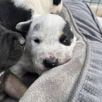 Border Collie and Australian Cattle Dog Blue Heeler Dogs Available for Adoption in Durango, Colorado - Moxie | PetCurious