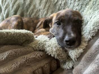 Brenda Lee -  Afghan Hound Dog for Adoption - Brenda Lee | PetCurious