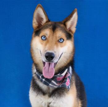 PANDA -  German Shepherd Dog and Siberian Husky Dog for Adoption in Pasadena, California - PANDA | PetCurious