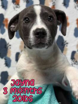 Mixed Breed Dogs Available for Adoption - JAYNA | PetCurious