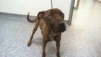 Pit Bull Terrier Dogs Available for Adoption - A1261918 | PetCurious