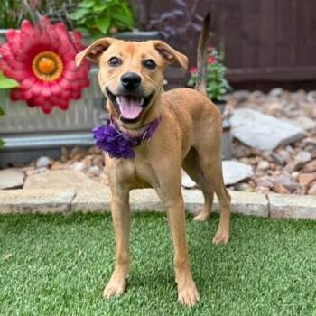 Molly -  Labrador Retriever Dog for Adoption in Fairfield, Connecticut - Molly | PetCurious