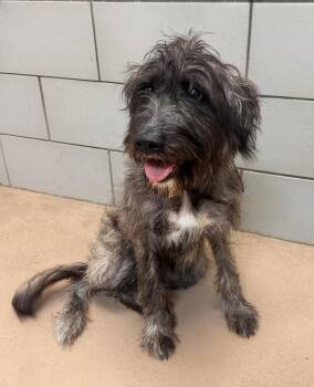 Cobweb -  Mixed Breed Dog for Adoption in Nashville, Tennessee - Cobweb | PetCurious