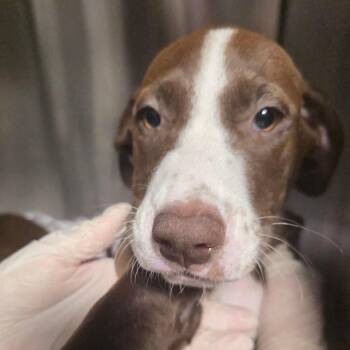 Padme -  Labrador Retriever and Mixed Breed Dog for Adoption in Clearwater, Florida - Padme | PetCurious