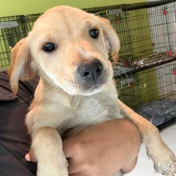Hailey -  Labrador Retriever Dog for Adoption in Washington, District Of Columbia - Hailey | PetCurious