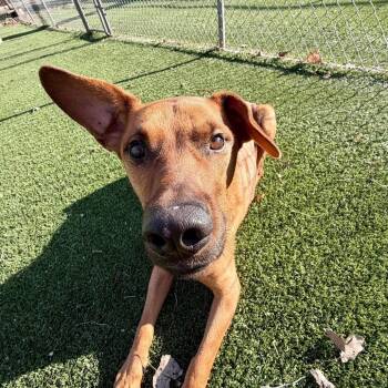 Labrador Retriever Dogs Available for Adoption - Bingo | PetCurious