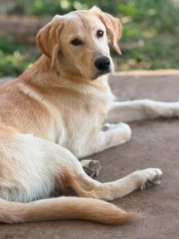 REGGIE 425 -  Labrador Retriever Dog for Adoption in New Berlin, Wisconsin - REGGIE 425 | PetCurious