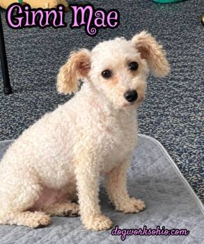 Virginia (Ginni) Mae -  Bichon Frise Dog for Adoption in Toledo, Ohio - Virginia (Ginni) Mae | PetCurious