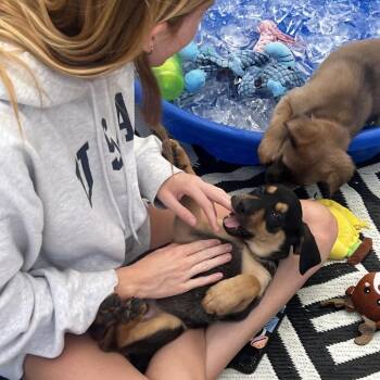 Chesney -  Shepherd and Mixed Breed Dog for Adoption in Oceanside, California - Chesney | PetCurious