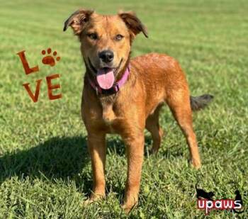 Bear -  Mixed Breed Dog for Adoption in Gwinn, Michigan - Bear | PetCurious