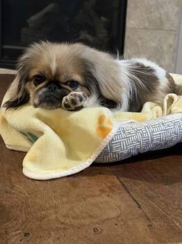 Noodle 2245 -  Pekingese Dog for Adoption in Aurora, Colorado - Noodle 2245 | PetCurious
