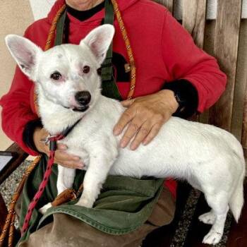 Snowy -  Terrier Dog for Adoption in Oakland, California - Snowy | PetCurious