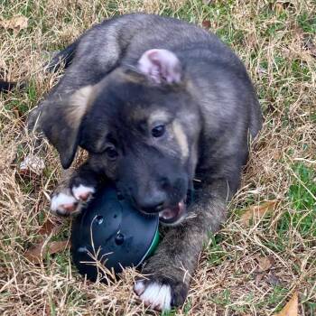 Labrador Retriever Dogs Available for Adoption - Poppy | PetCurious