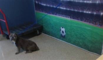 PINKY -  French Bulldog Dog for Adoption in Doral, Florida - PINKY | PetCurious