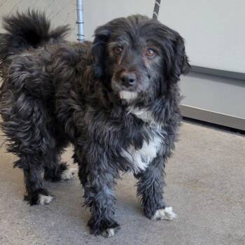 Feo -  Mixed Breed Dog for Adoption in Las Cruces, New Mexico - Feo | PetCurious