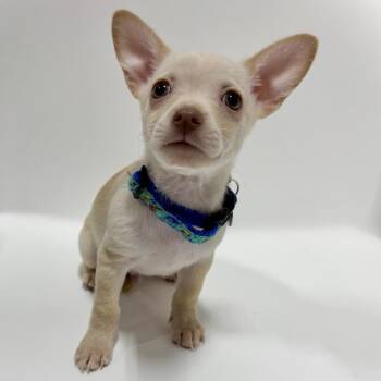 Poker -  Chihuahua Dog for Adoption in Portland, Oregon - Poker | PetCurious